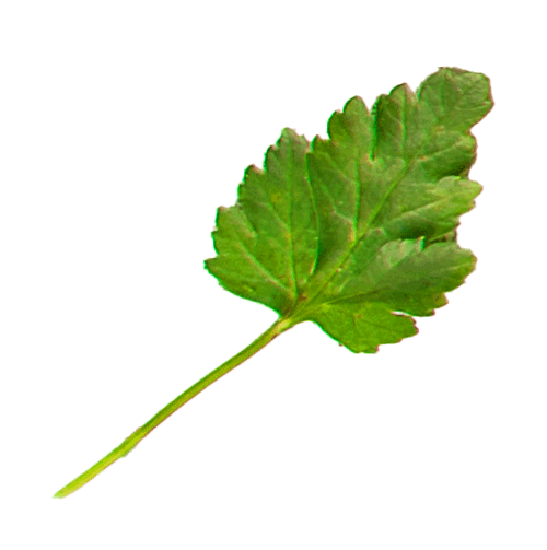mint-leaf